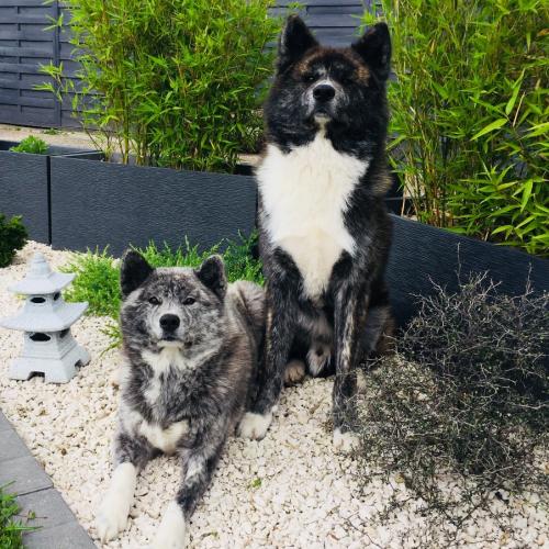 Élevage familial d'Akita