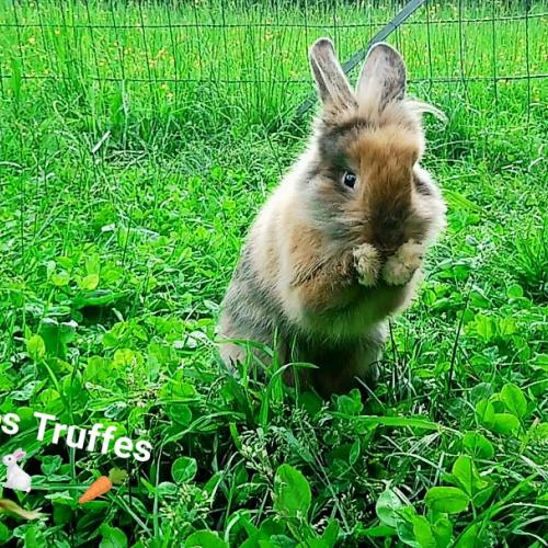 Lapin nain tête de lion