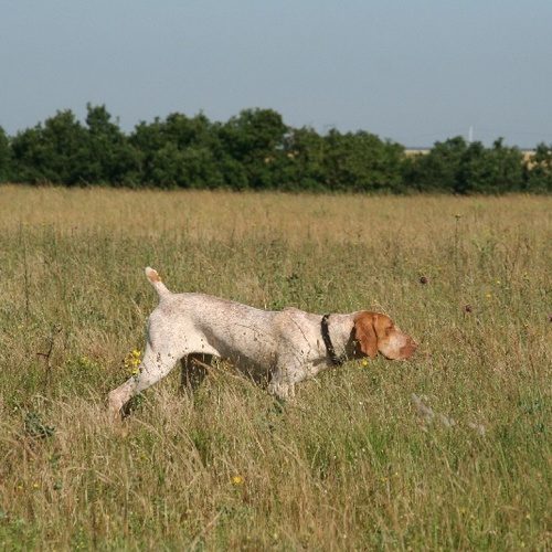 Elevage de braque de l'Ariège et d'Auvergne