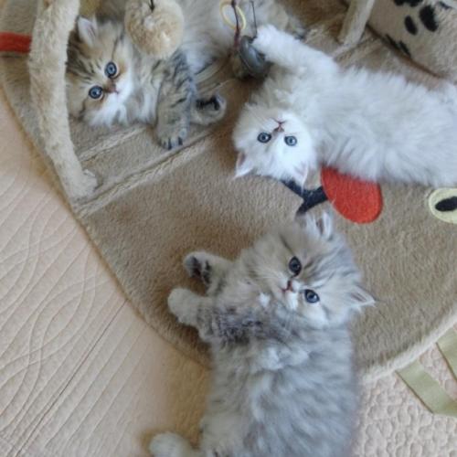 élevage de persans chinchilla pure race