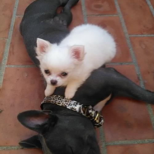 BOULEDOGUES FRANCAIS COULEURS EXOTIQUE