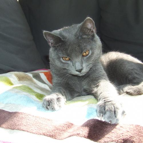 Elevage familial de chats des Chartreux