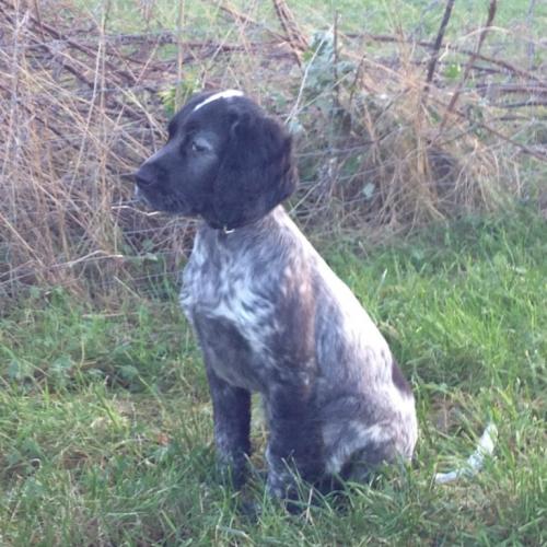 Elevage LOF EPAGNEUL BLEU DE PICARDIE