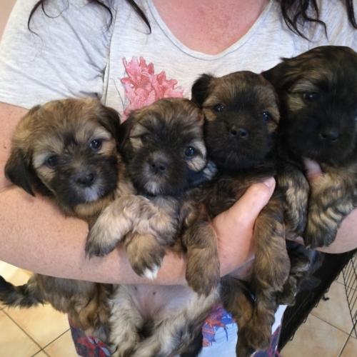 adorables chiots lhassa apso