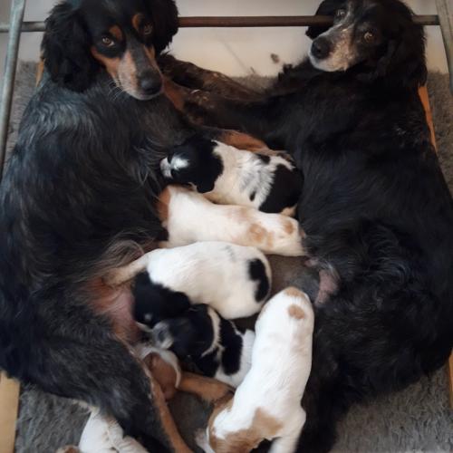 ELEVAGE EPAGNEUL BRETON DE LA BALISOTIERE