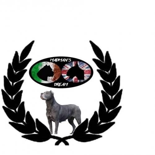 Madman's Dream Cane corso