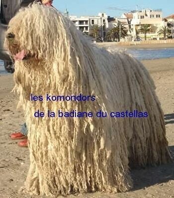 Elevage de komondor