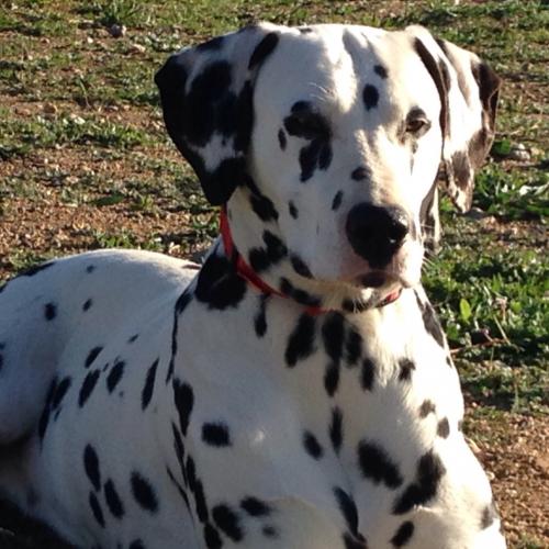 Élevage de dalmatiens lof