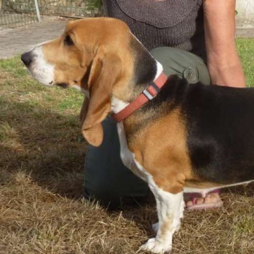 passion des bassets artésiens normands