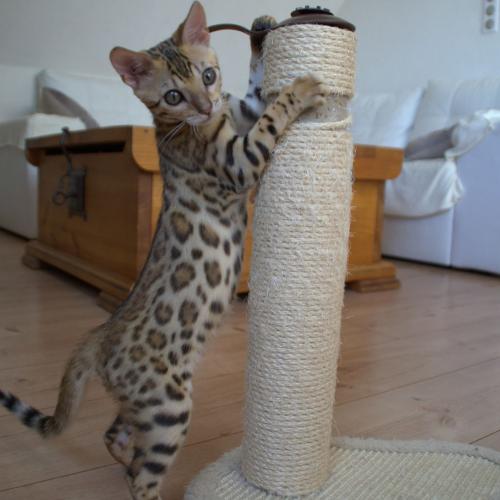 Elevage de chats de race bengal situé en Alsace.