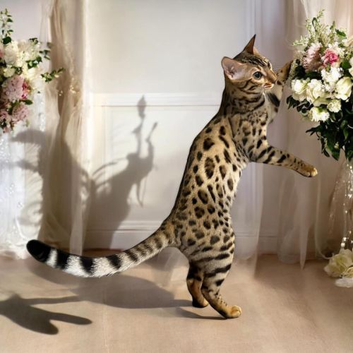 Elevage de chats de race bengal situé en alsace.