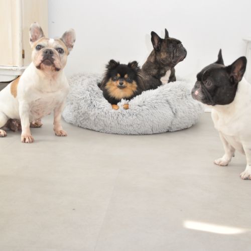 Elevage familial bouledogue français val d'oise