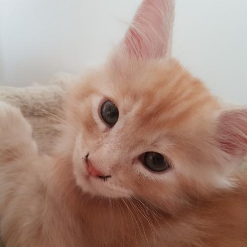 Elevage Joy d'esperance