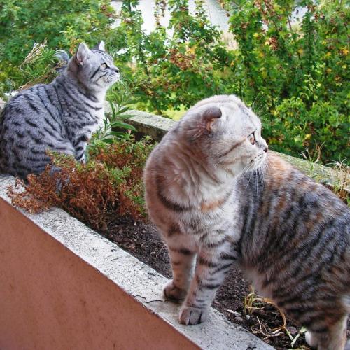 Scottish fold & straight black silver tabby