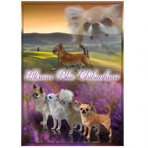 Passionnément et exclusivement Chihuahuas !