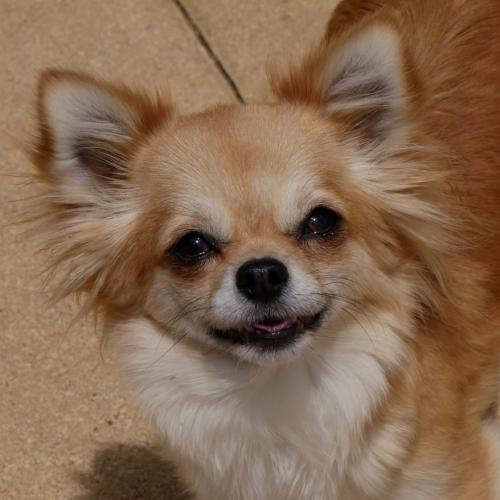 Chihuahuas DOLLHOUSE