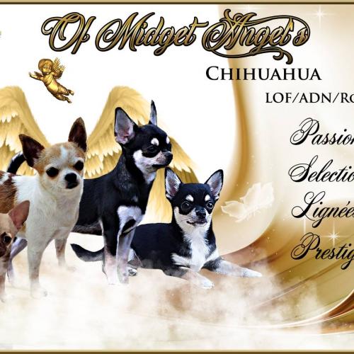 Ofmidgetangels élevage de chihuahua