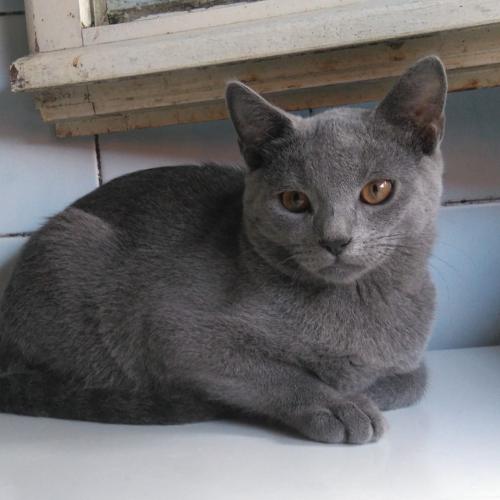 Chatons Chartreux LOOF
