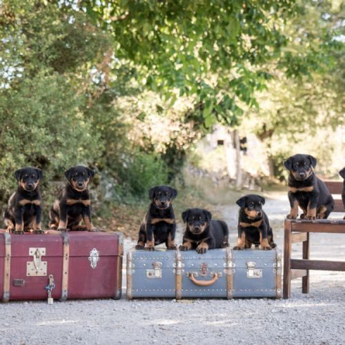 Elevage de beaucerons pedigree LOF