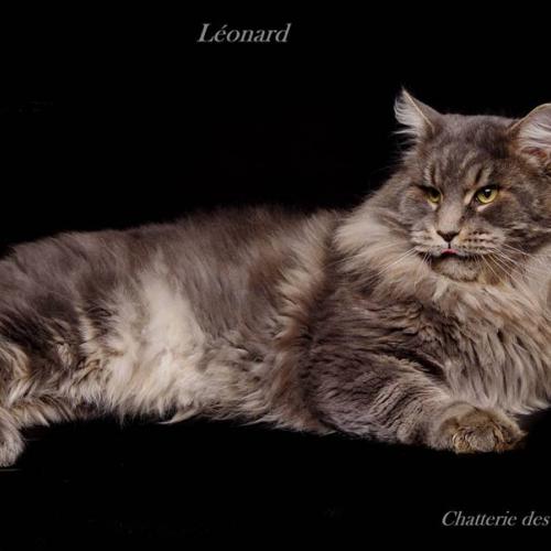 Chatterie des calinoux coon's