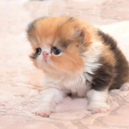 Chatterie du Manoir de Dillec