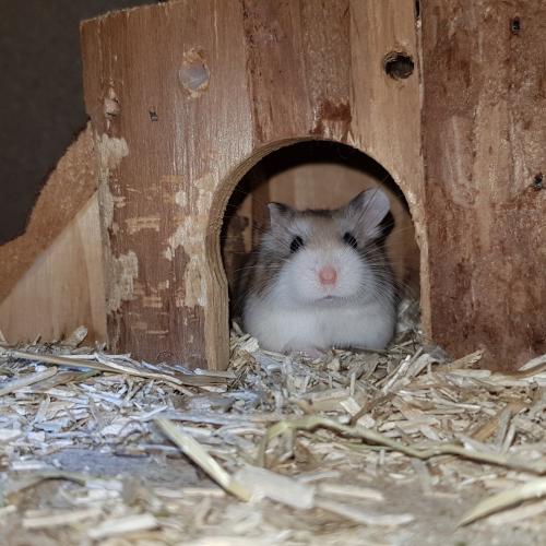 Pension pour Hamster