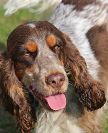 Cocker Anglais pluricolores