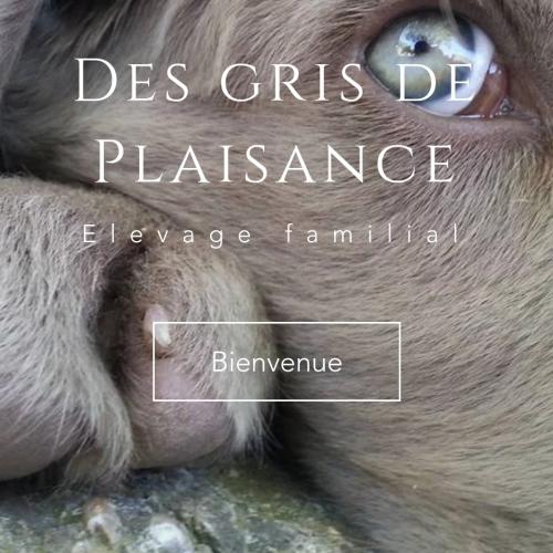 Elevage familial des Gris de Plaisance
