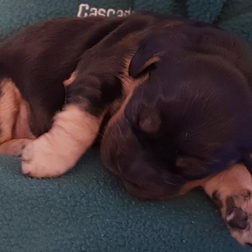 La maison des bergers de la houlle