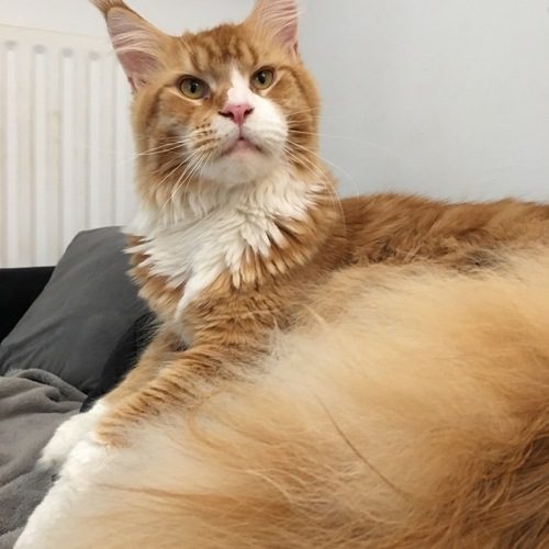 élevage de Maine Coon LOOF