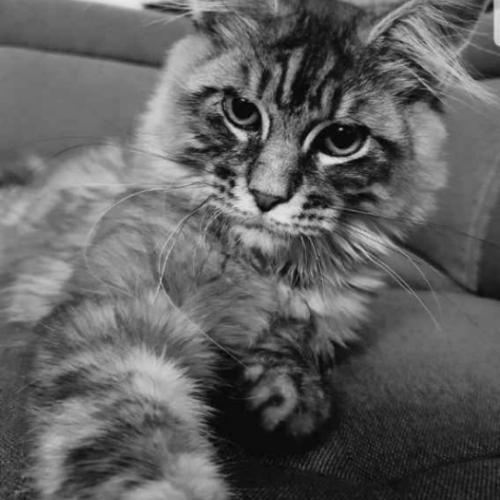 Elevage familial de Maine coon