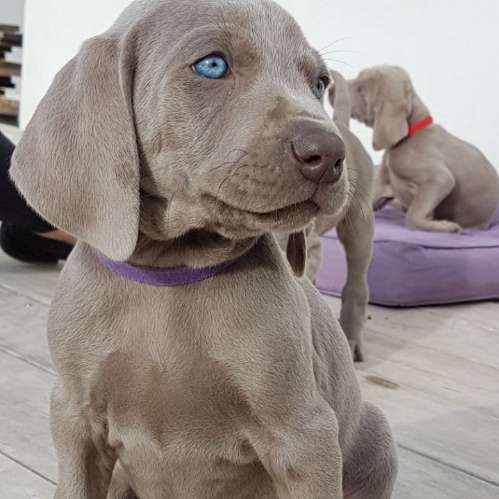 Les Gris des Hauts de L'Evesque