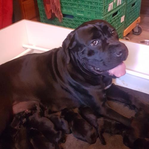 élevage des molosses du maloutims