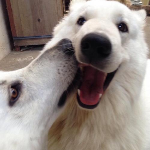 Les loups de la Nauze