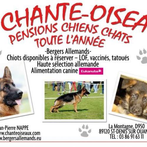 Elevage Berger Allemand poils courts et longs