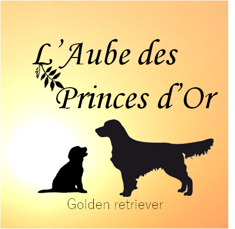 Elevage familial de Goldens aux portes de Rennes