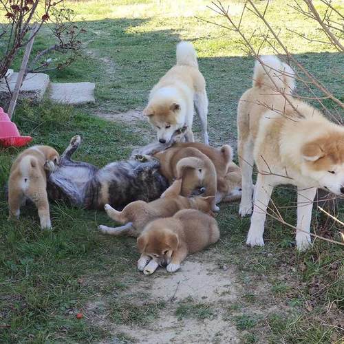 Elevage familial aude - akai raiko