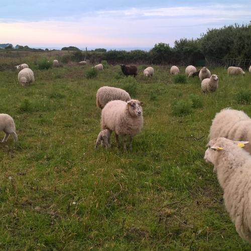 Moutons des Landes de Bretagne
