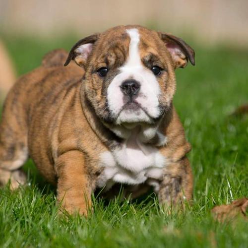 Elevage familial Bulldog Anglais LOF