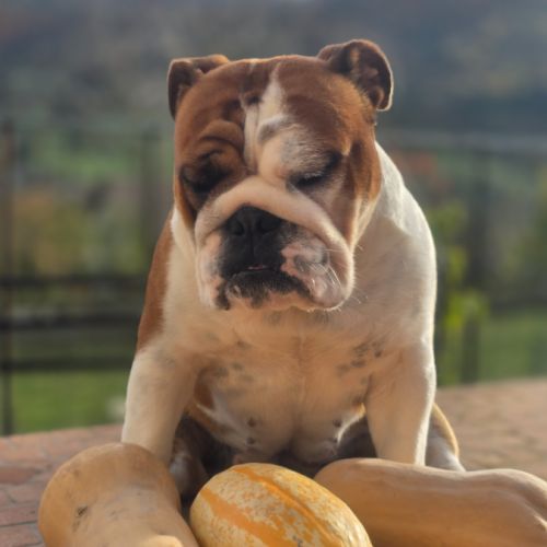 Elevage familial bulldog anglais lof