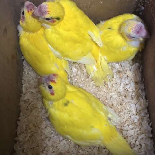 Kakariki jaune a front rouge