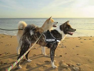 ELEVAGE INU YA NEKO NO KAMI (AKITA INU LOF)