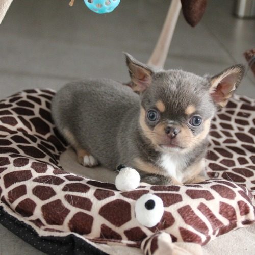 Les petits diamants précieux