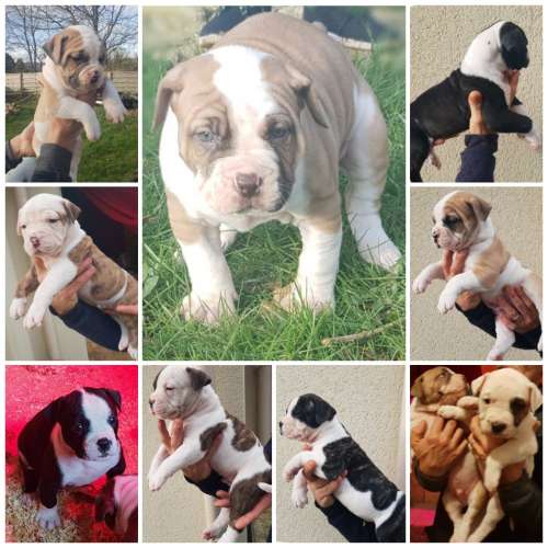 Bouledogue américain arfe