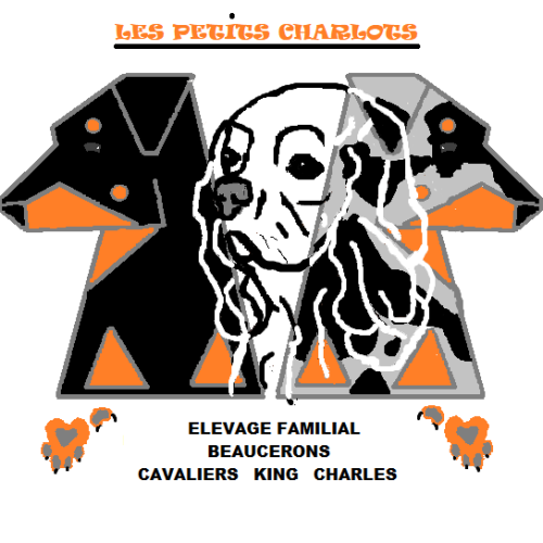 Elevage familial des petits charlots