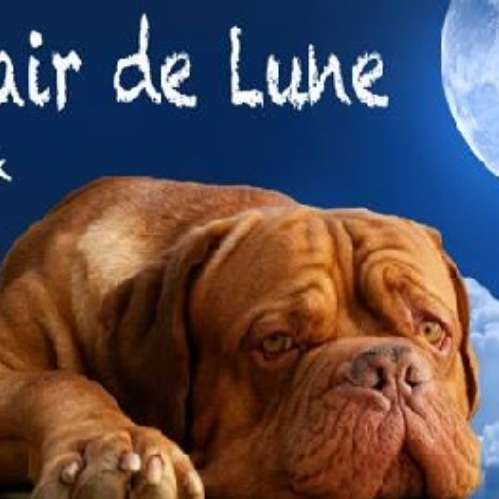 Elevage du miel au clair de lune