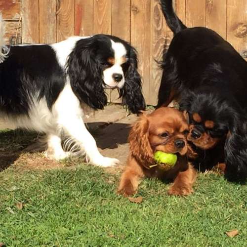 Elevage du Lotus du Gange