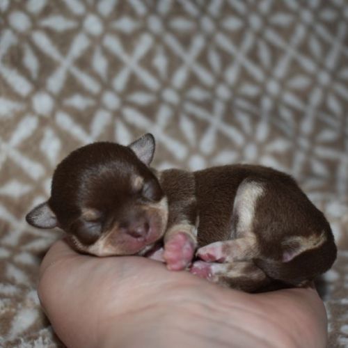 Elevage de l'élixir d'amour