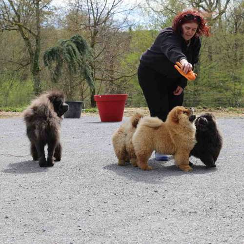 Du haras des grosses patouns