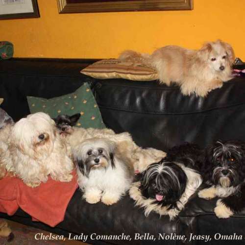 Elevage COEUR DE MASAÏ